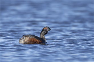 Black necked grebe (Podiceps nigricollis) adult bird in breeding plumage shaking water off its head