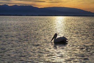 Single Dalmatian Pelican (Pelecanus crispus) swimming in Lake Kerkini, Lake Kerkini, morning mood,