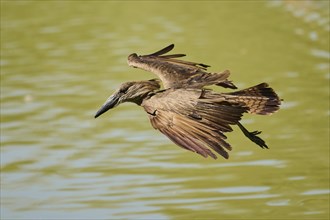 Hamerkop (Scopus umbretta) flying, captive, distribution Africa