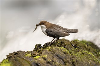 White-throated Dipper (Cinclus cinclus), at a torrent with prey in its beak, Rhineland-Palatinate,