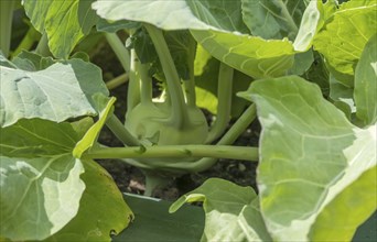 Kohlrabi (Brassica oleracea var. gongylodes) in the vegetable patch, Germany, Europe