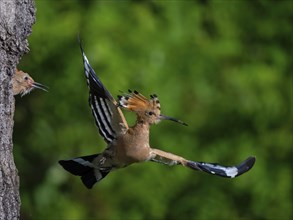 Hoopoe, (Upupa epops), take-off from the breeding den, family Hoopoes, formerly Rackenvögel, Hides