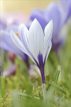 Flowering crocus (Crocus spec.) in spring, North Rhine-Westphalia, Germany, Europe