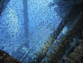 School of glassfish in the wreck of the Carnatic, Red Sea, Egypt, Africa