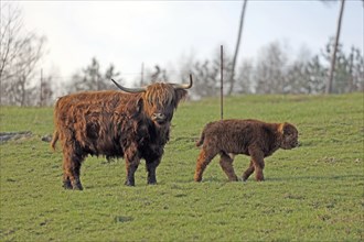 Scottish Highland Cattle, Kyloe, cow with calf, Balve, North Rhine-Westphalia, Germany, Europe