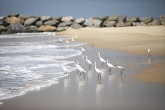 Great egret (Ardea alba, syn.: Casmerodius albus, Egretta alba) at Marari Beach or Strand,