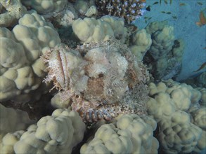 Portrait of fringed scorpionfish (Scorpaenopsis oxycephala), dive site House Reef, Mangrove Bay, El