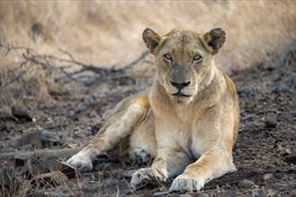 Lion (Panthera leo), adult female, lying down, African savannah, Kruger National Park, South