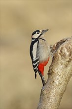 Great spotted woodpecker (Dendrocopos major) male sitting at a water pot in a tree trunk to search