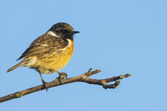 Stonechat, (Saxicola torquata), foraging, male, Wachenheim, Eich, Rhineland-Palatinate, Germany,