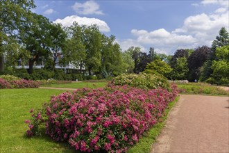 The rose garden is a landscaped garden on the banks of the Neustadt Elbe in Dresden. The rose