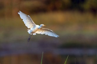 Cattle egret (Bubulcus ibis), flight photo, Raysut, Salalah, Dhofar, Oman, Asia