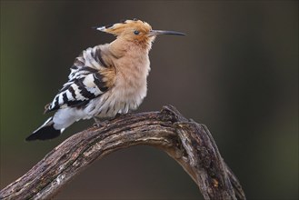 Hoopoe, (Upupa epops), on perch, hoopoe family, formerly raptors, Hides de El Taray / Lesser Kestr,