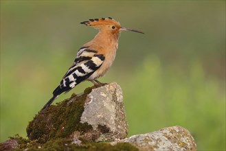 Hoopoe, (Upupa epops), on perch, hoopoe family, formerly raptors, Hides de El Taray / Lesser Kestr,