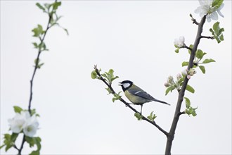 A great tit (Parus major) on a branch with white flowers against a clear background, Hesse,