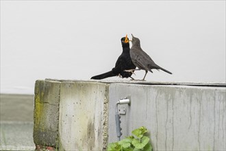 Two blackbirds (Turdus merula), pair, courtship on a concrete wall, courtship behaviour, Hesse,