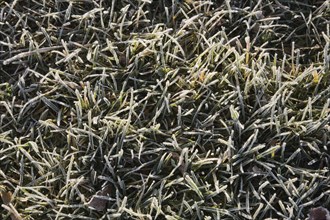 Close-up of frost and ice covered Poa pratensis, Kentucky Bluegrass lawn in early morning light in