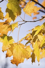 Close-up of backlit yellow Acer -Maple tree branches and leaves in autumn, Montreal, Quebec,