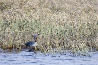 Red-throated diver (Gavia stellata), adult bird sitting on nest, Varanger, Finnmark, Norway, Europe