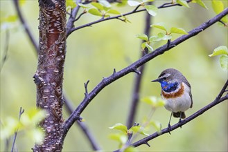 Red-throated Bluethroat or Tundra Bluethroat (Luscinia svecica), adult male sitting on a branch,