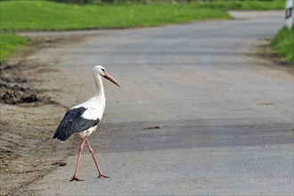 Stork on a road, spring, Wendland, Penkefitz, Hitzacker, Lower Saxony, Germany, Europe