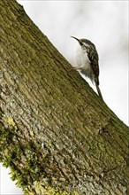 Eurasian treecreeper (Certhia familiaris) climbing up a moss-covered tree trunk, Hesse, Germany,