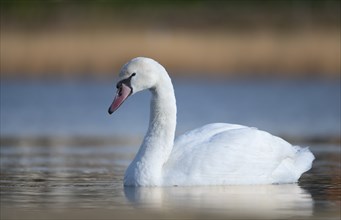 Young mute swan (Cygnus olor) swimming on the lake to the left, in the background the reed belt,