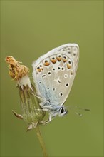 Common blue butterfly (Polyommatus icarus), male, Provence, southern France