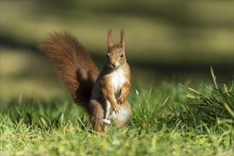 Eurasian red squirrel (Sciurus vulgaris) jumping in a meadow, wildlife, Germany, Europe