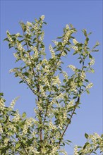 Common weeping cherry (Prunus padus, Padus avium), flowering, North Rhine-Westphalia, Germany,