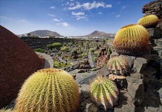 Cactus garden, Jardin de Cactus, designed by the artist César Manrique, Lanzarote, Canary Islands,