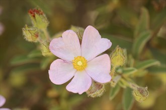 Small-flowered rockrose (Cistus parviflorus), flower, Provence, southern France