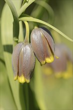 Turkish checkerboard flower or Michailovsky's fritillary (Fritillaria michailovskyi), flowers,