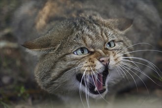 European wildcat (Felis silvestris silvestris) hissing, captive, North Rhine-Westphalia, Germany,