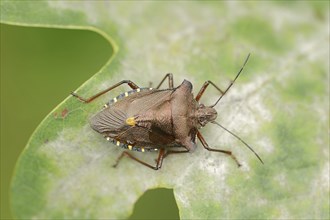 Forest bug (Pentatoma rufipes), North Rhine-Westphalia, Germany, Europe