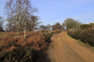 Sandy path through heathland, Suffolk Sandlings, Shottisham, Suffolk, England, United Kingdom,