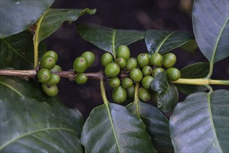 Coffee plant (Coffea Arabica) useful plant, Africa, Near East