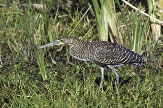 Bare-throated tiger heron (Tigrisoma mexicanum) stalking prey in swamp, Central America