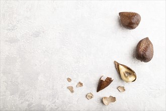 Salak or snake fruit on gray concrete background. Top view, flat lay, copy space. Tropical, healthy