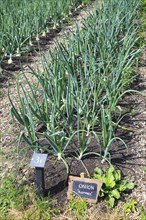 Onions growing in vegetable garden, Sissinghurst castle gardens, Kent, England, UK, Karmen variety