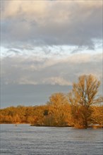 Elbe near Dessau in the morning, morning atmosphere on the Elbe, Flood on the Elbe, Middle Elbe