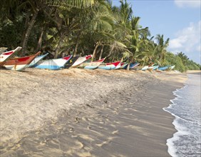 Brightly coloured fishing canoes under coconut palm trees of tropical sandy beach, Mirissa, Sri