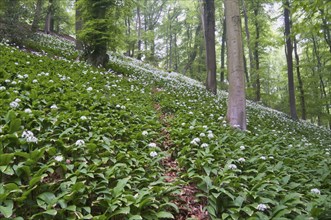 Ramson (Allium ursinum), North Rhine-Westphalia, Germany, Europe