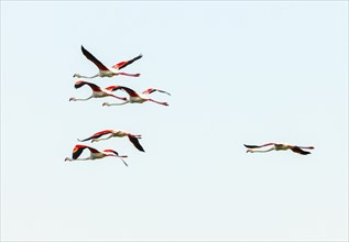 Flamingos in flight, Flamingos in the Carmague, Bouches-du-Rhône, Provence, France, Europe