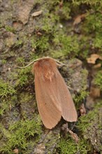 Cinnamon bear or ruby tiger (Phragmatobia fuliginosa), North Rhine-Westphalia, Germany, Europe