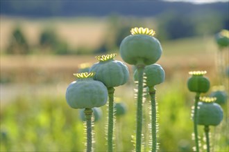 Poppy, (Papaver somniferum), poppy capsule, poppy field, Waldviertel grey poppy, poppy village