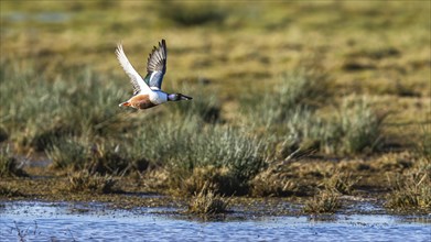 Northern Shoveler, Spatula clypeata, male in flight over marshes at winter