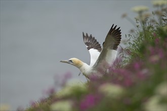 Northern gannet (Morus bassanus) adult bird stretching its wings on a cliff top, Yorkshire,