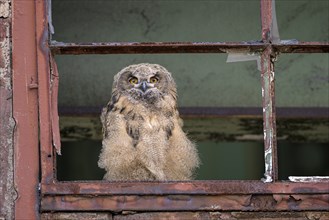 Eurasian eagle-owl (Bubo bubo), fledged young bird, in an old window frame, industrial building,