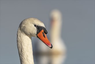 Mute swan (Cygnus olor) portrait on the water of a lake, Bas-Rhin, Alsace, Grand Est, France,